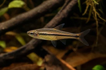 Rasbora einthoveni Расбора Еинтховени