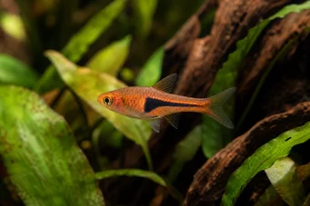 Rasbora espei Расбора Хенгели