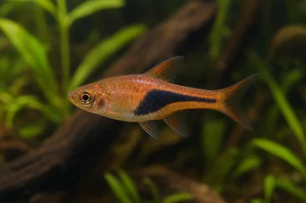 Rasbora heteromorpha Расбора Арлекуин