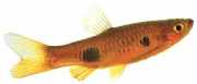 Rasbora kalachroma Расбора Цлов�...