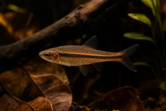 Rasbora kalachroma Расбора Цловн