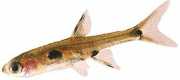 Rasbora maculata Пигми Расбор�...