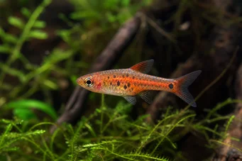 Rasbora maculata Пигми Расбора