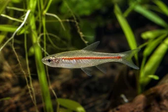 Rasbora pauciperforata Ред Лине Расбора