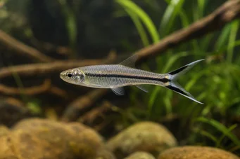 Rasbora trilineata Расбора маказе