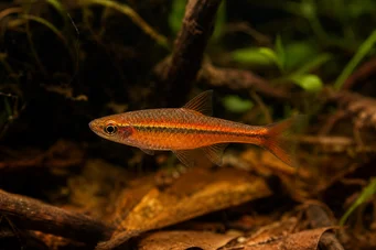 Rasbora vaterifloris Бисер