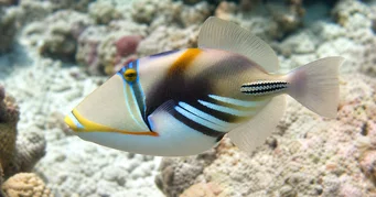 Rhinecanthus aculeatus (Балист-пицассо)