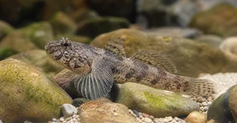 Rhinogobius wui Рхиногобиус Вуи