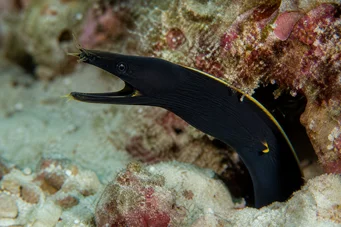 Rhinomuraena quaesita noir Блацк трактор зид