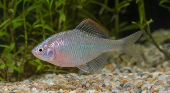 Rhodeus ocellatus Рходеус Оцеллатус