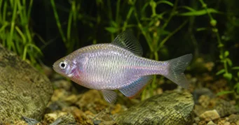 Rhodeus sericeus Боувиере