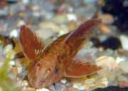 Rineloricaria sp rouge Ринелорицариа Ред