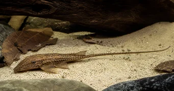 Rineloricaria Ринелорицариа