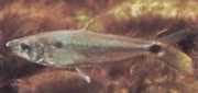 Roeboexodon guyanensis Ајкула Тетра