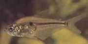 Roeboides caucae Цхарацин ду цауца