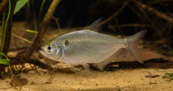 Roeboides caucae Цхарацин ду цауца