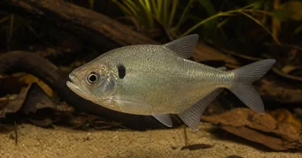 Roeboides descalvadensis Хунцхбацк, глава на дну десцалвада