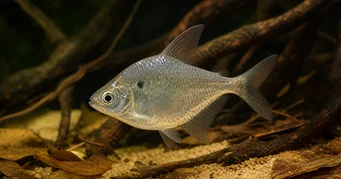 Roeboides meeki Стаклена тетра