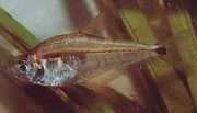 Roeboides paranensis Хунцхбацк, глава на дну парагвај