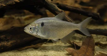 Roeboides paranensis Хунцхбацк, глава на дну парагвај