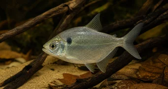Roeboides thurni Тхум стаклена тетра