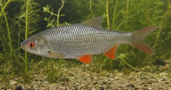 Rutilus rutilus Ругати се