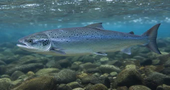 Salmo salar (Атлантиц лосос)