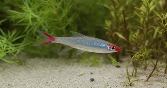 Sawbwa resplendens (Савбва Респленденс)