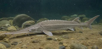 Scaphirhynchus platorhynchus (Платформа Стергеон)