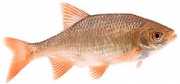 Scardinius erythrophthal... Ротен