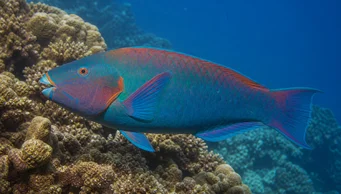 Scarus rubroviolaceus (Ливада)
