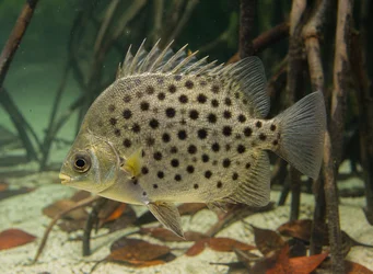 Scatophagus argus (Сцатофаг)