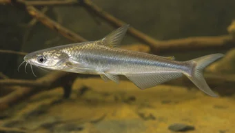 Schilbe intermedius (Сребрна сома)
