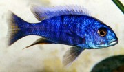 Sciaenochromis fryeri Ахли