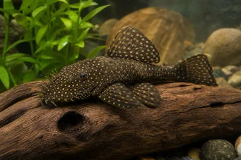 Silure ancistrus (Дречан)