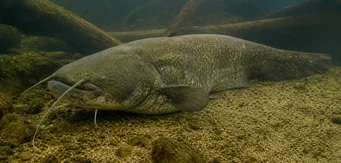 Silurus glanis (Глане сома / велики сома)