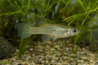 Skiffia francesae x multipunctatus (СКИФФИА ФРАНСЕАЕ Кс МУЛТУНУНЦТАТУС)
