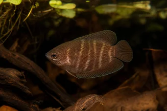 Sphaerichthys osphromenoides Чоколадни гоурами