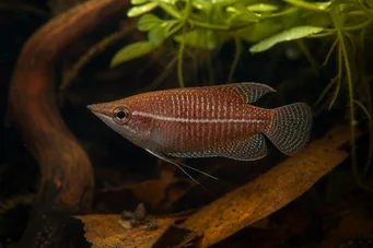 Sphaerichthys vaillanti