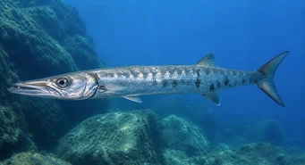 Sphyraena sphyraena (Морска штукара)