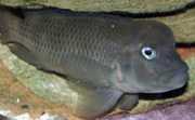 Steatocranus casuarius Хандцхбацк Хеад, кацигери цицхлид, лавова глава