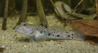 Stigmatogobius sadanundio (Приметио је гобие)