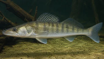 Stizostedion lucioperca (Сортирати)