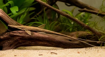 Sturisoma aureum