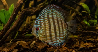 Symphisodon aequifasciata Зелени дискус