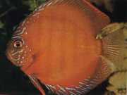 Symphysodon aequifasciatus axelrodi Смеђати се