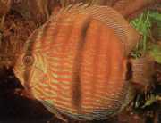 Symphysodon discus Heckel Звецкање