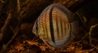 Symphysodon discus Heckel (Звецкање)
