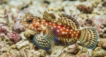 Synchiropus stellatus Звезда мандаринска риба