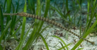 Syngnathoides biaculeatus